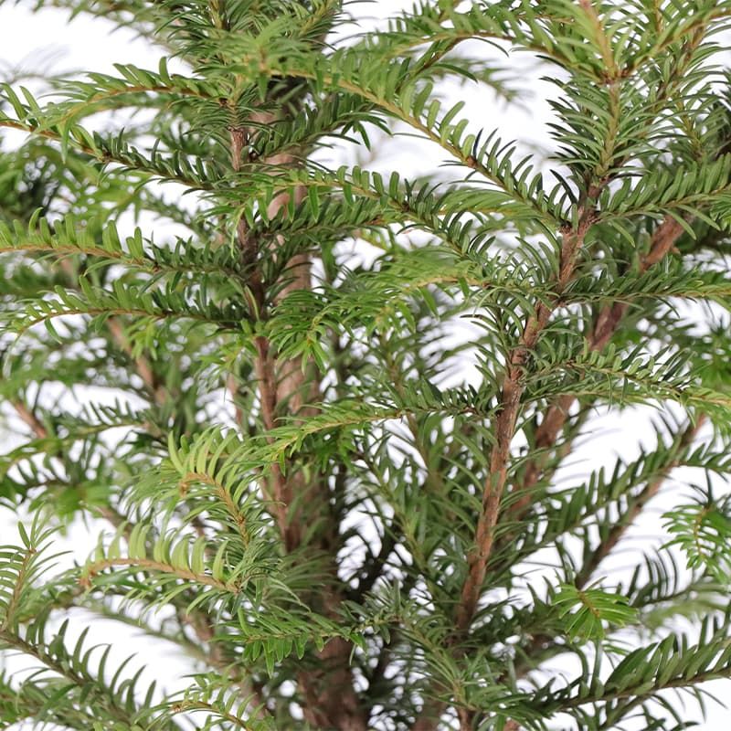 Taxus baccata 7.5 Litres