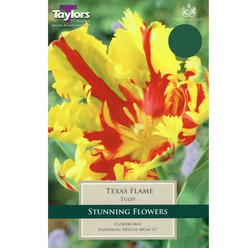 Tulip 'Texas Flame'