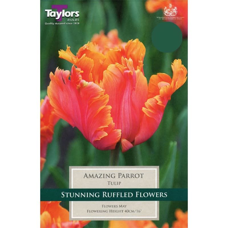 Tulip 'Amazing Parrot'