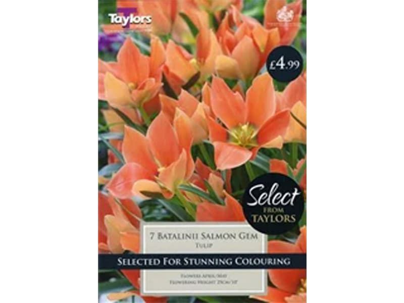 Tulip batalinii 'Salmon Gem'