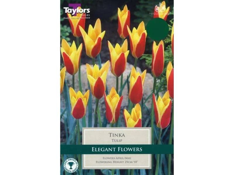 Tulipa clusiana 'Tinka'