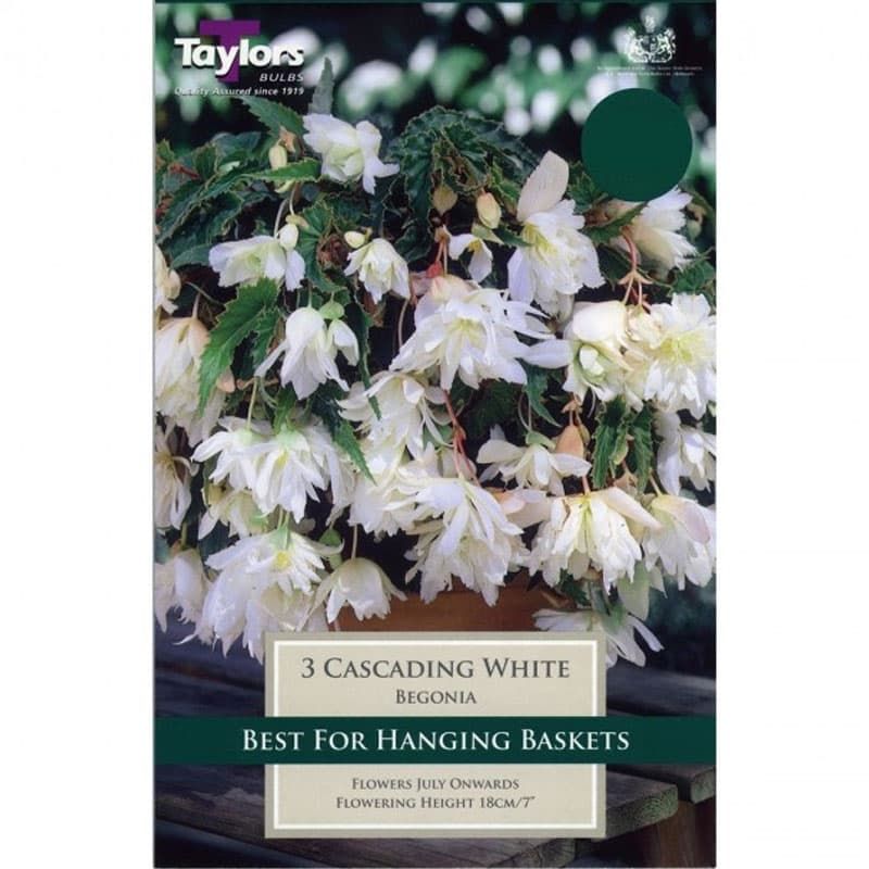Begonia 'Cascading White'
