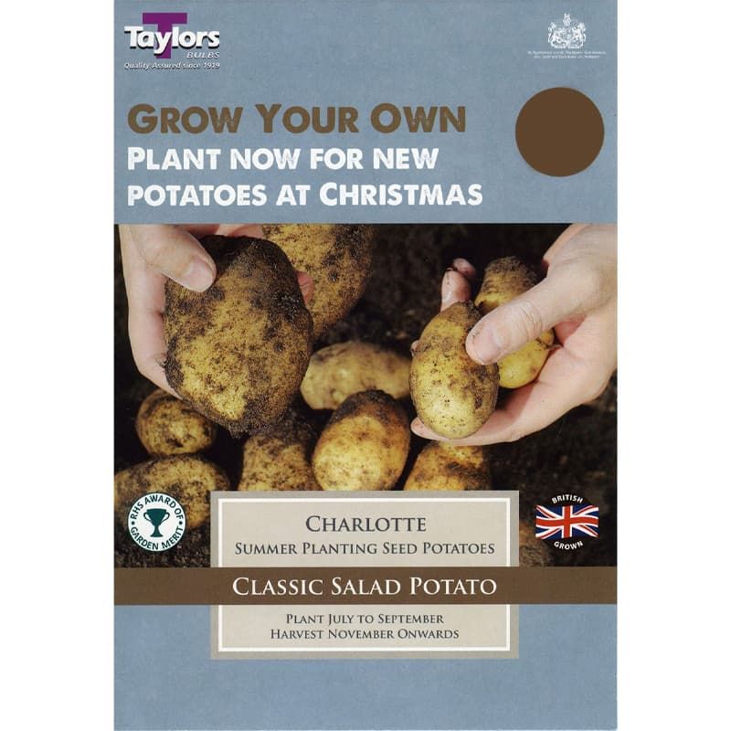 Seed Potato 'Charlotte'