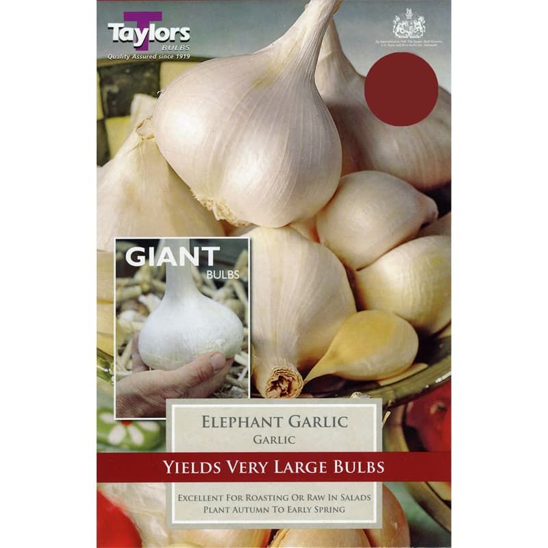 Elephant Garlic