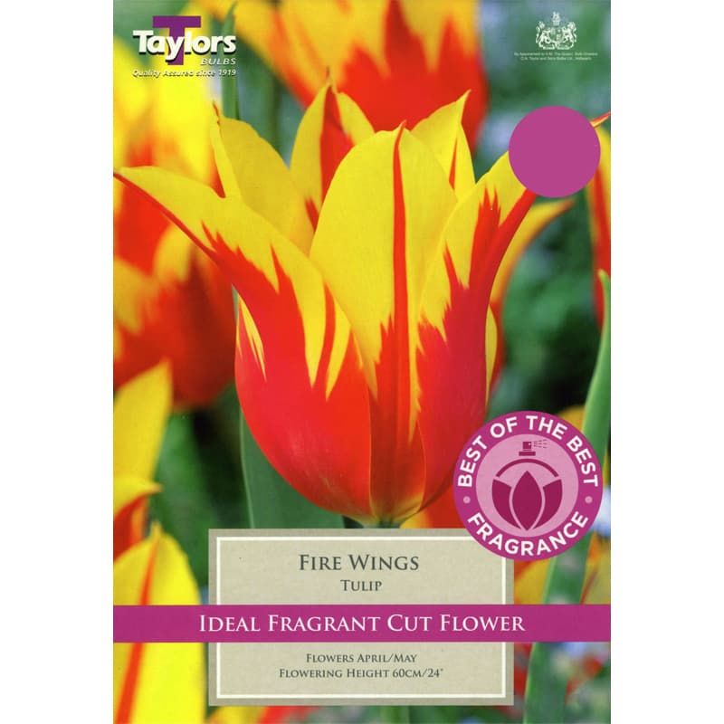 Tulip 'Fire Wings'