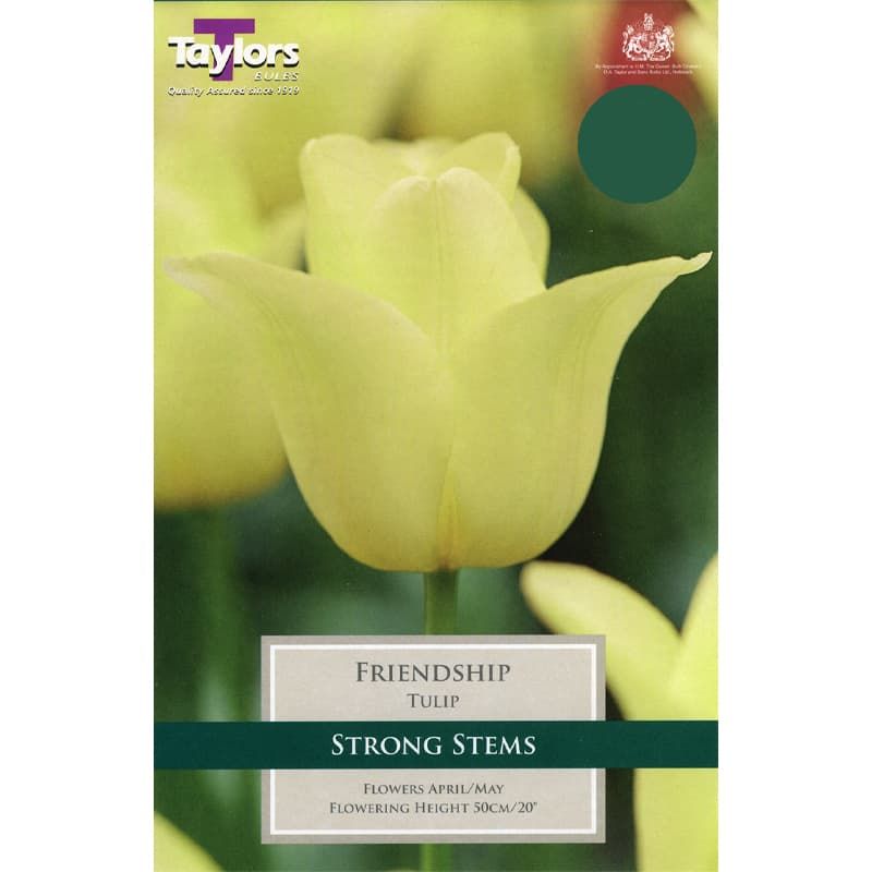 Tulip 'Friendship'
