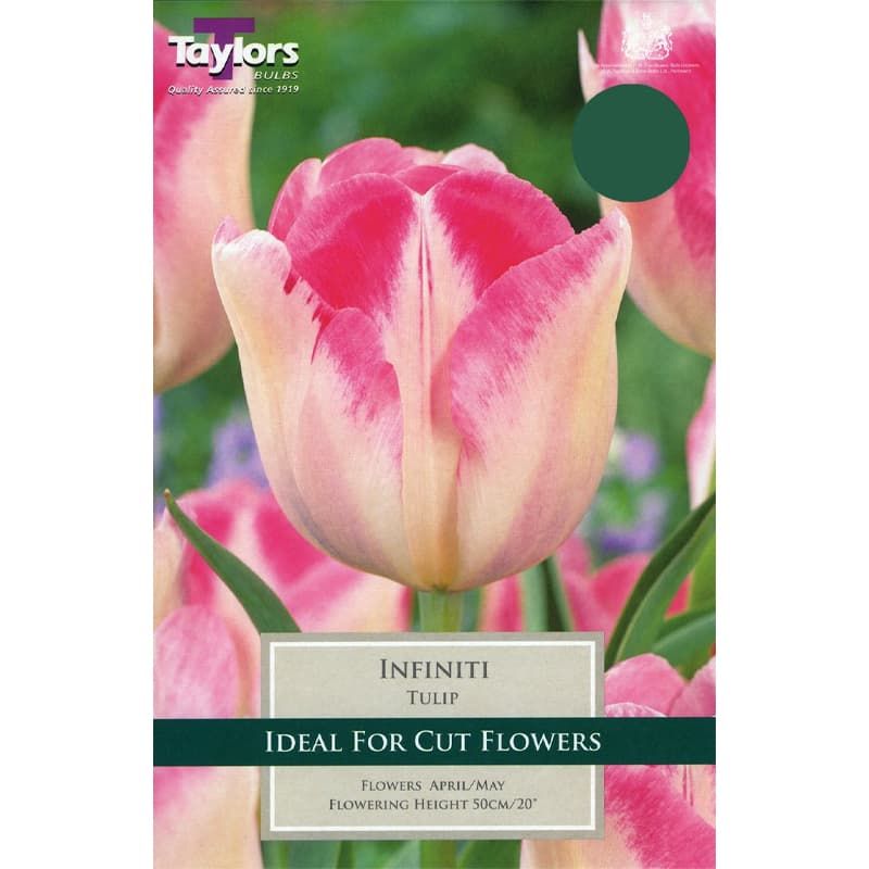 Tulip 'Infiniti'