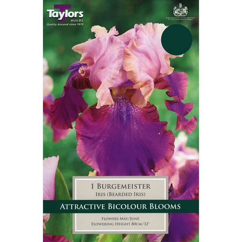 Iris 'Burgemeister'