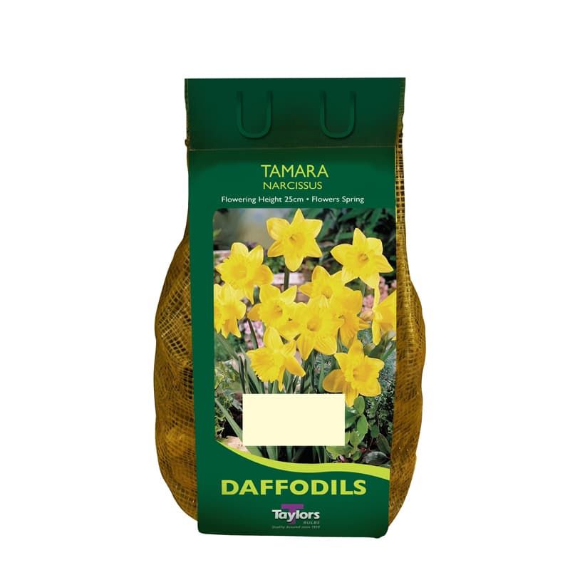Narcissus 'Tamara' Carry Pack