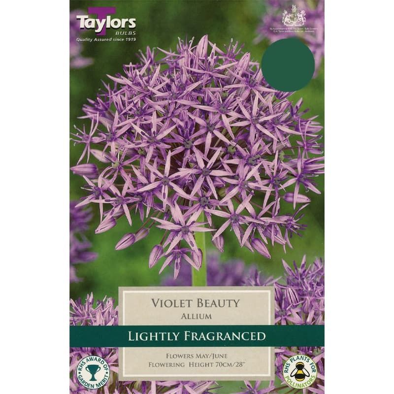 Allium stipitatum 'Violet Beauty'