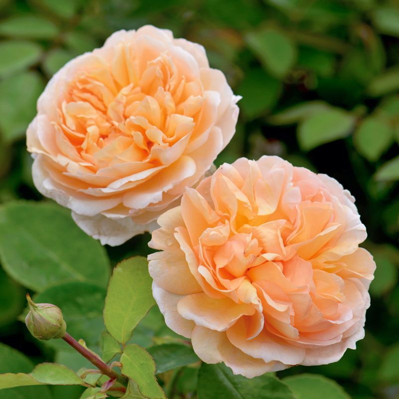 David Austin Shrub Rose 'The Lady Gardener' 6 Litres