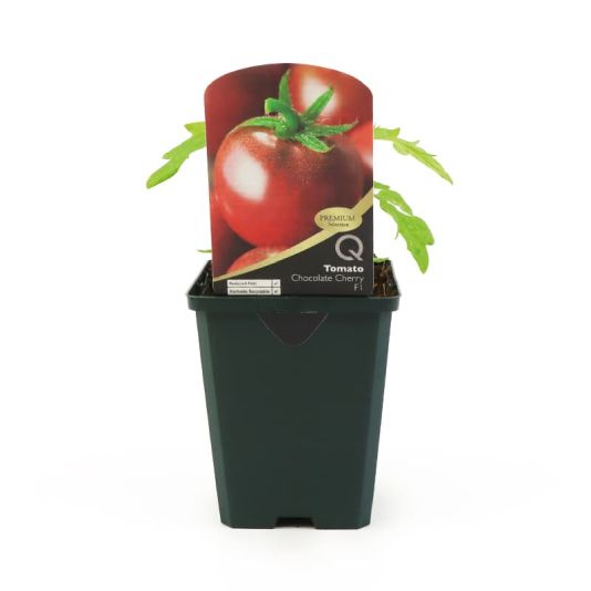 Tomato 'Chocolate Cherry' Premium Pot Veg 8.5cm