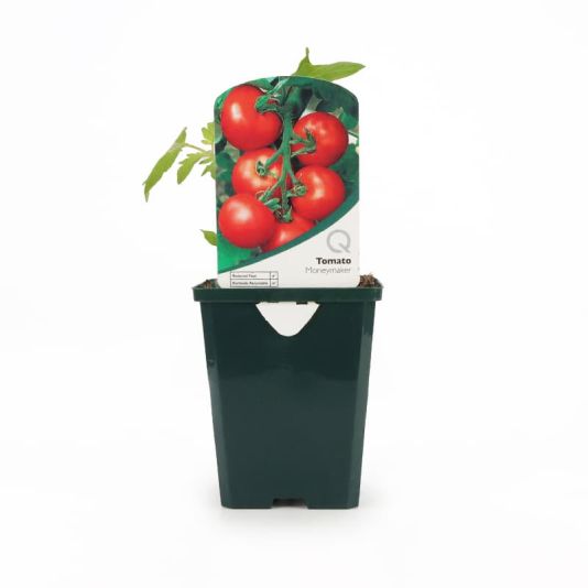 Tomato 'Moneymaker' Pot Veg 8.5cm 