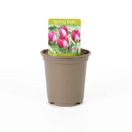 Tulip 'Persian Pearl' 9 cm
