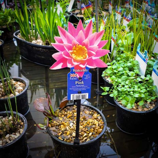 Pink Waterlily 2 Litres