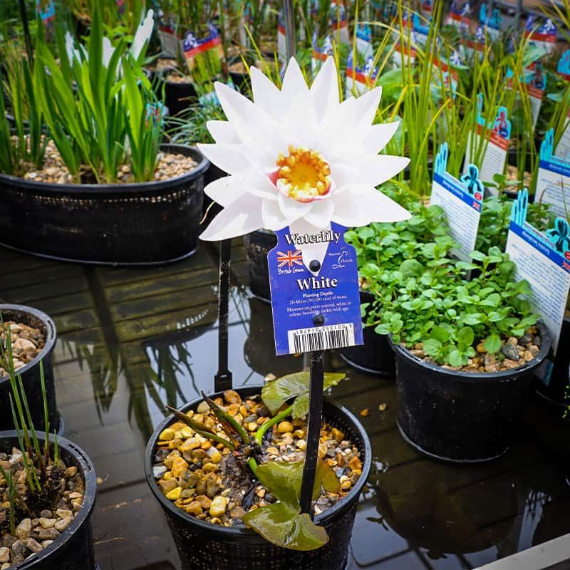 White Waterlily 2 Litres