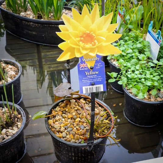 Yellow Waterlily 2 Litres