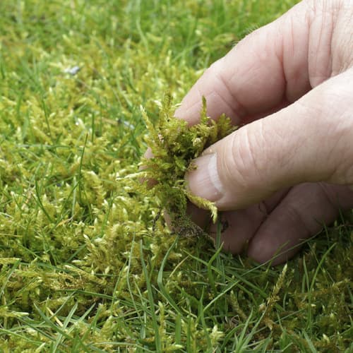 Weed, Feed & Moss Control