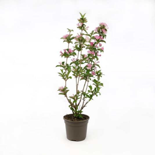Weigela 'Towers of Flowers - Apple Blossom' 3 Litres