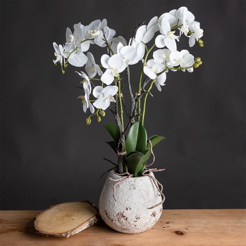 Orchid in Stone Pot - Small