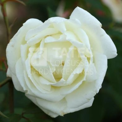 Bush Rose 'Silver Anniversary' 3 Litres