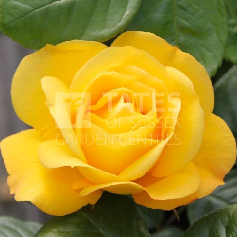 Rose 'Golden Bouquet' Planter