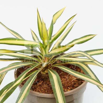 Yucca 'Gold Heart' 3 Litres