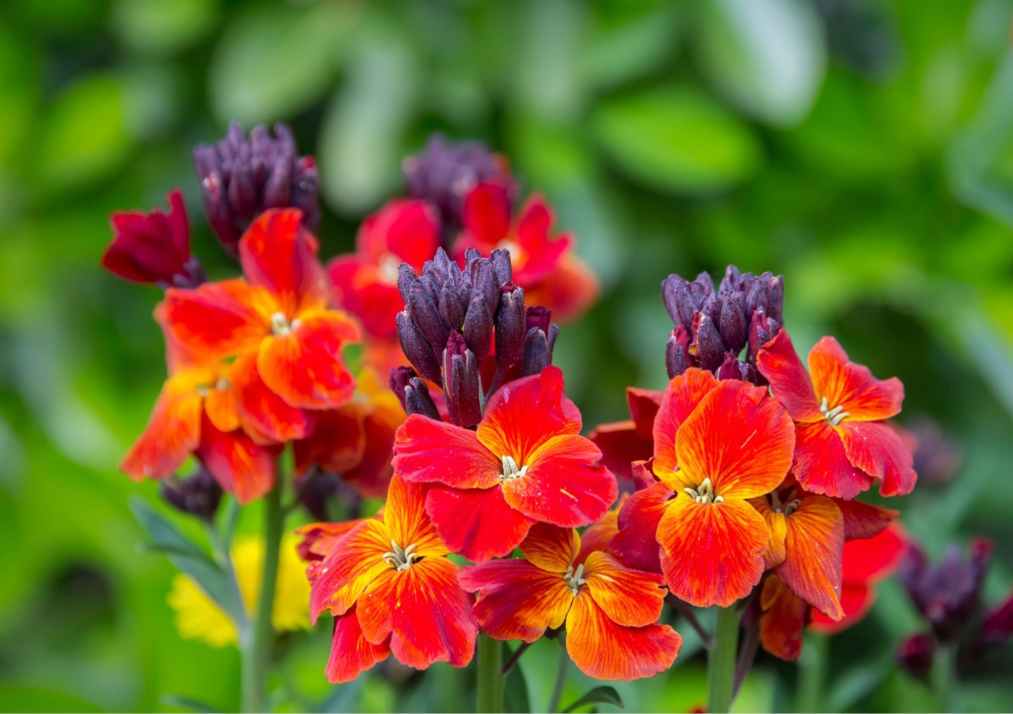 Bright colourful wallflowers