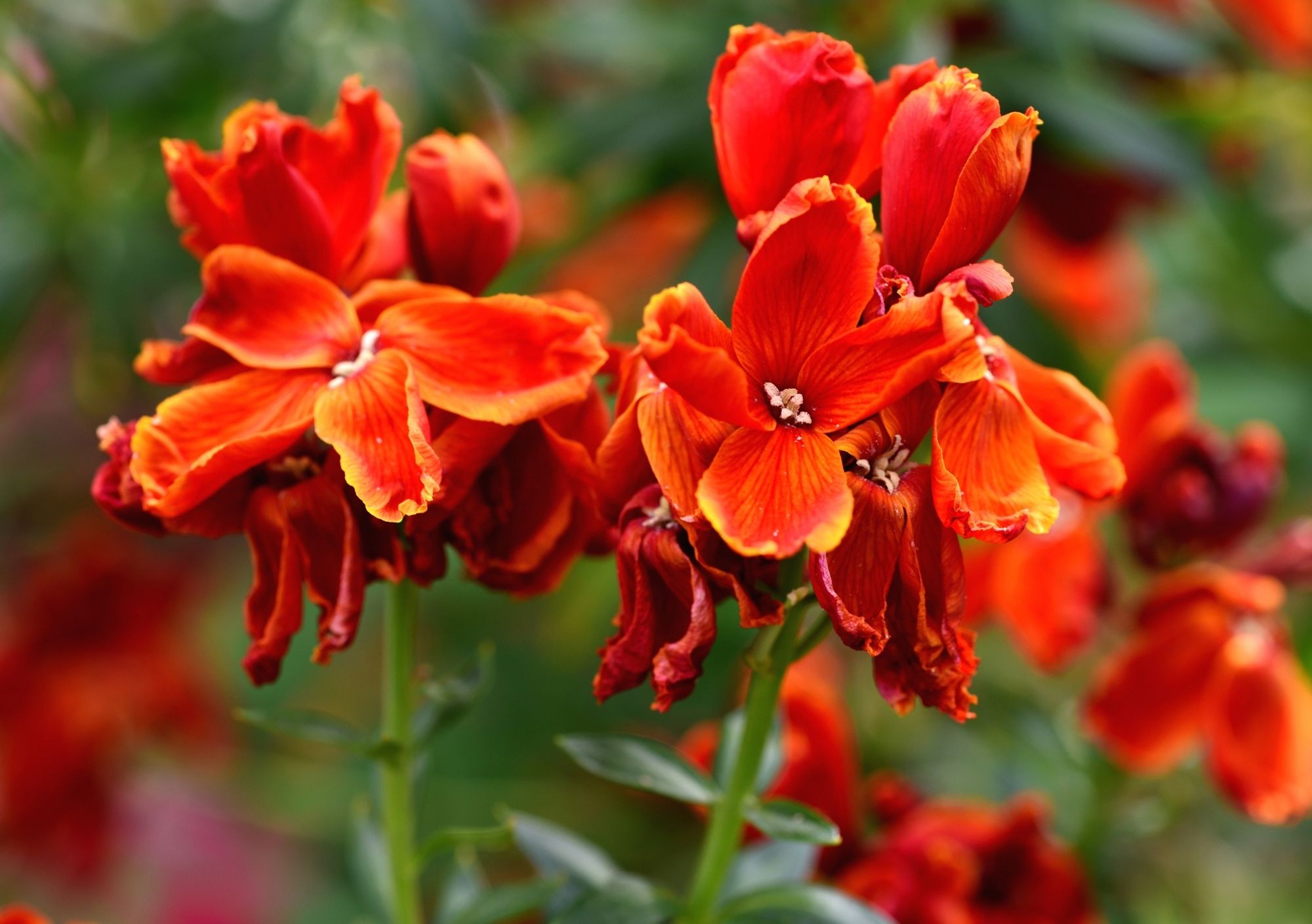 orange-red wallflowers
