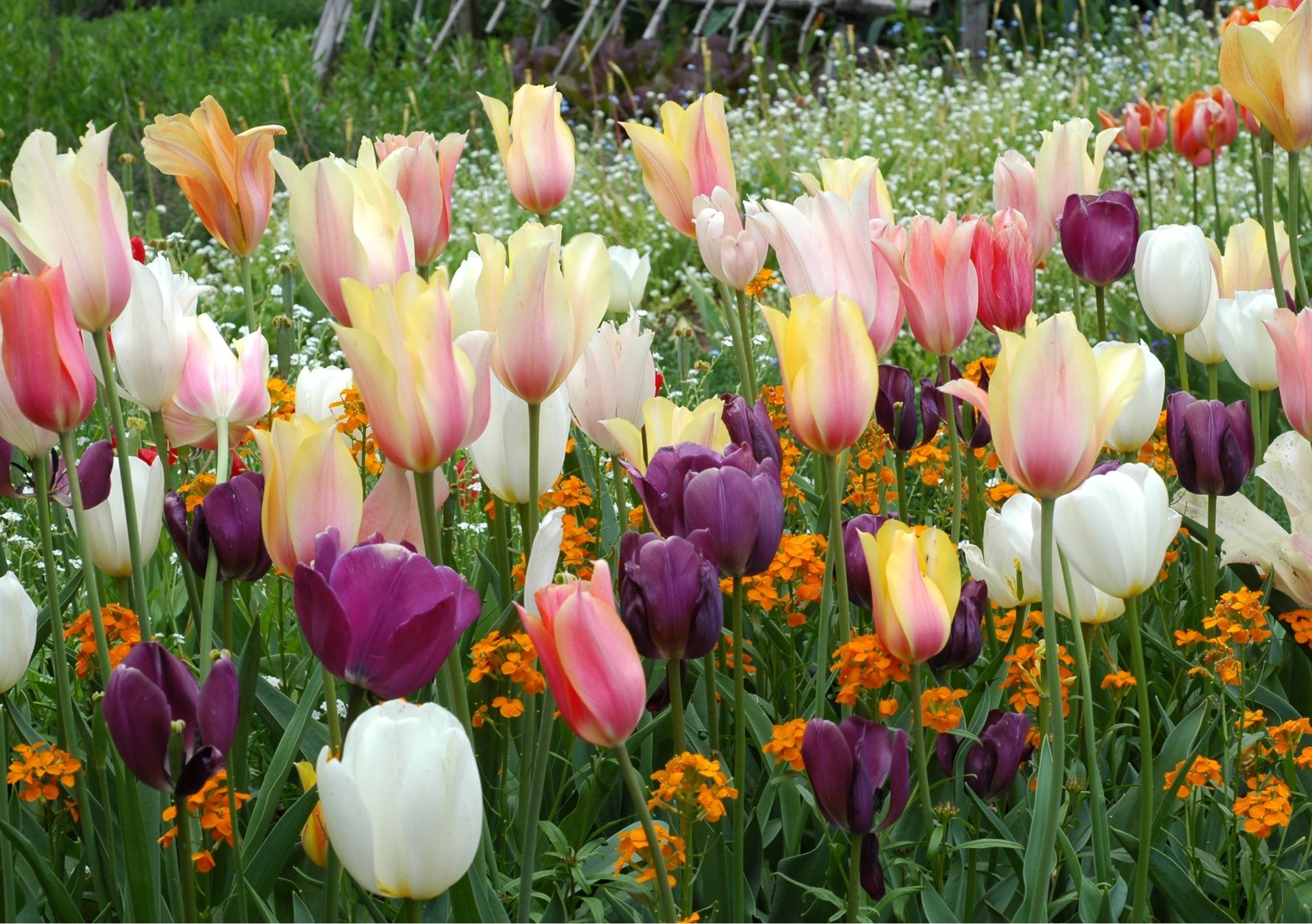 wallflowers with tulips