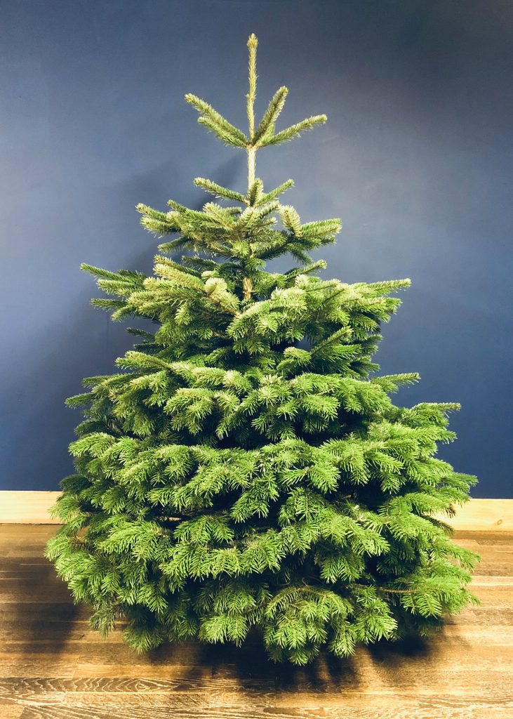 Potted and Container-Grown Christmas Trees