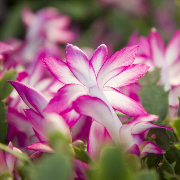 Caring For Christmas Cactus