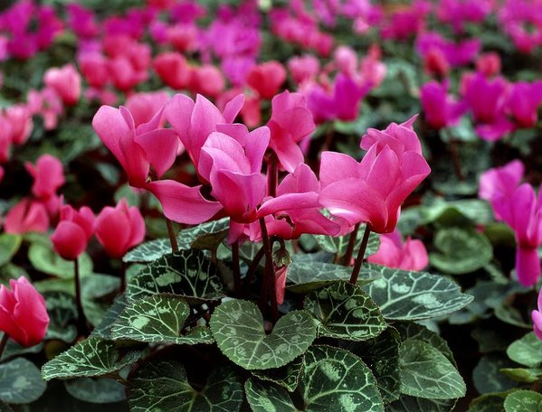 Caring For Indoor Cyclamen