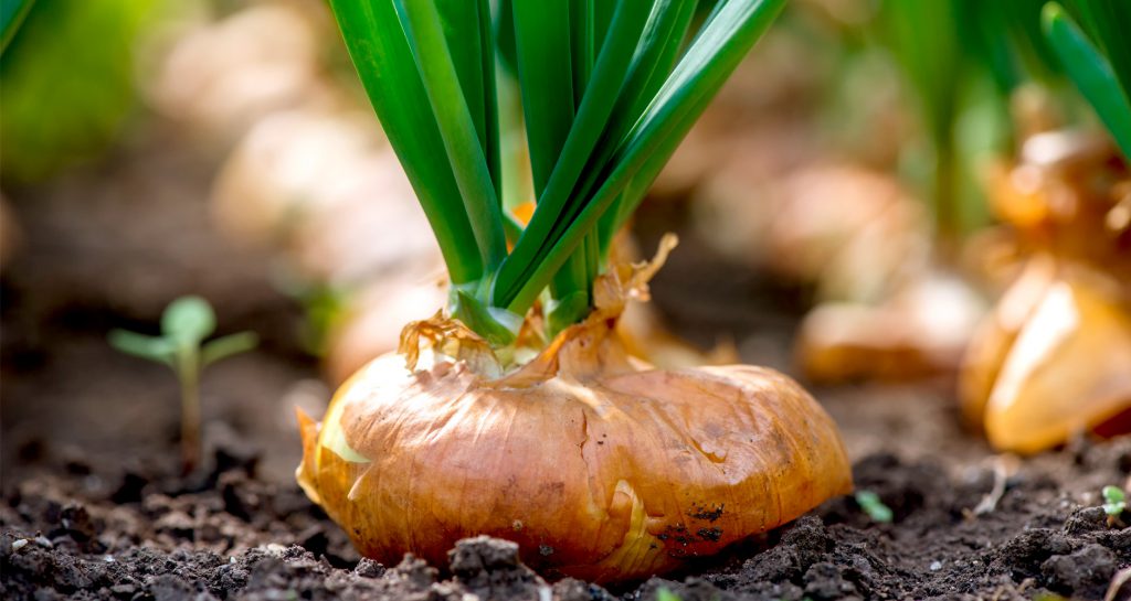 Onions, Shallots & Garlic