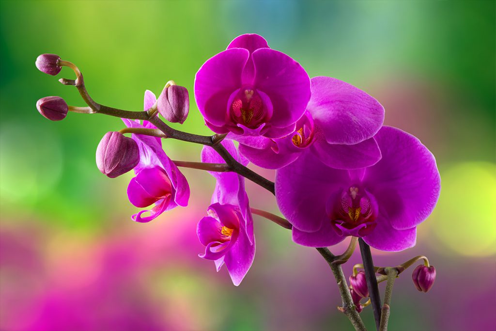 Caring For Orchids