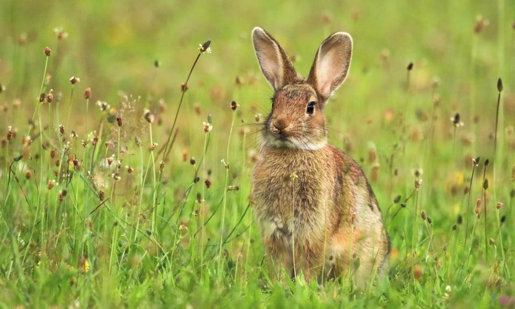 Rabbit & Deer Resistant Plants