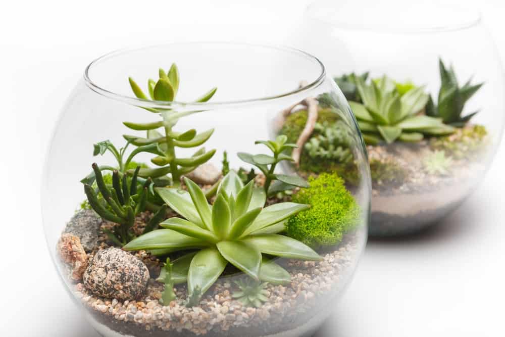 Incorporating Plant Grouping and Terrariums to Enhance Humidity Levels