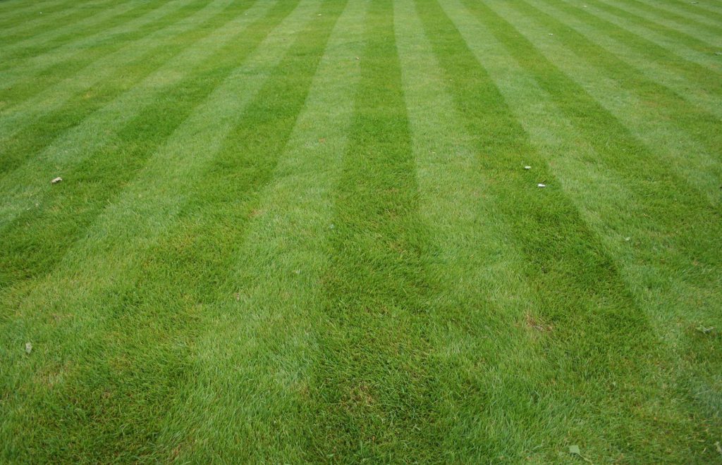 Creating & Maintaining The Perfect Lawn
