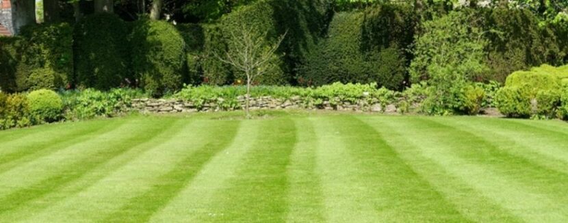 Achieving the perfect lawn