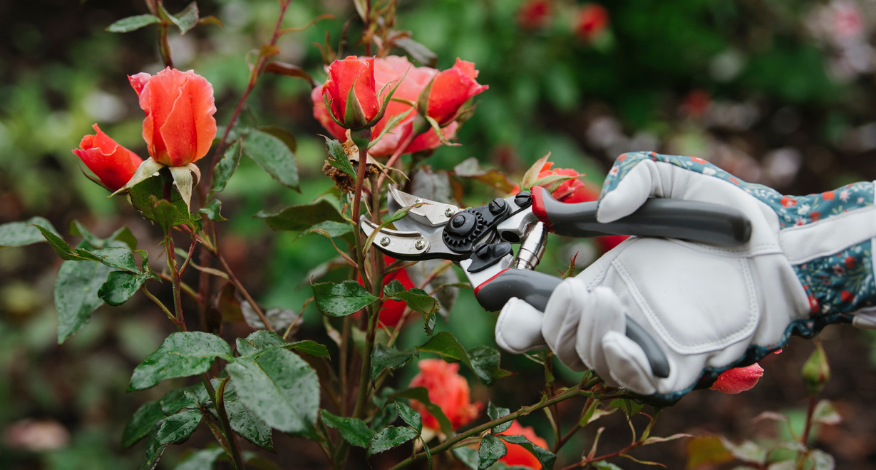 It is important to make clean cuts when you are pruning so use a sharp pair of secateurs.
