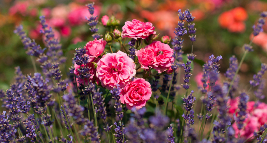 Roses look fantastic planted in beds and borders with other plants