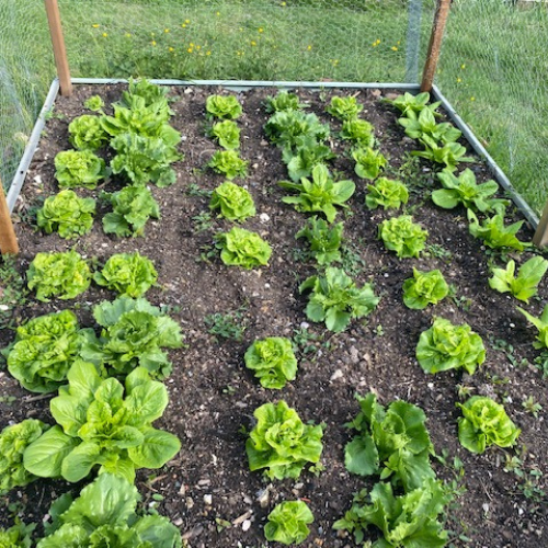 Lettuces are ready to eat