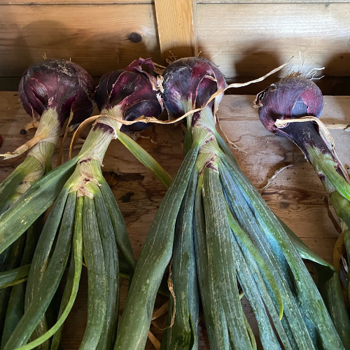 The red onions drying out in the shed
