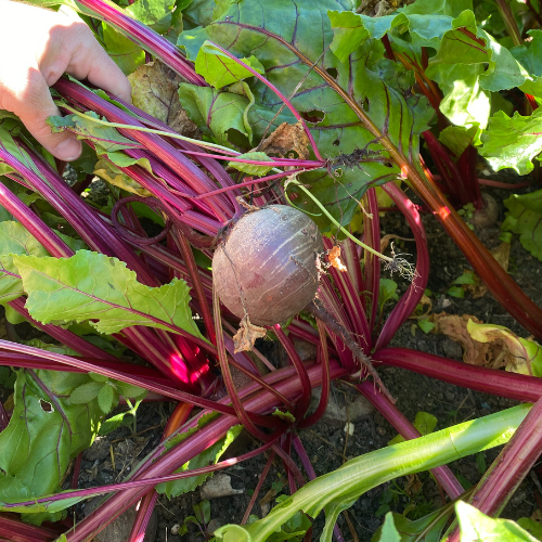 Beetroot are picked before they get too large