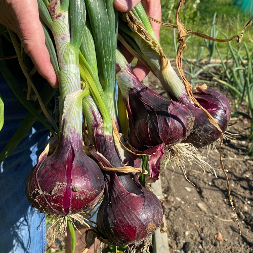 The red onions are ready to harvest
