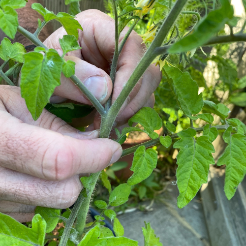 Pinching out unwanted shoots on tomato plants