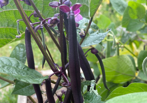 'Purple ueen' dwarf French beans