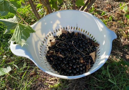 The blackcurrants are picked and ready to be made into jam