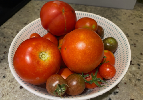Tomatoes picked and ready to be eaten