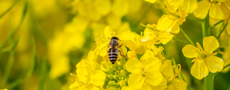 Hoverfly on white mustard flower